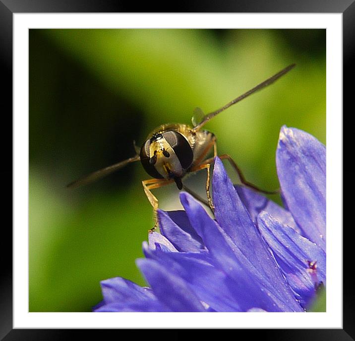 Just Call Me Biggles Framed Mounted Print by Louise Godwin