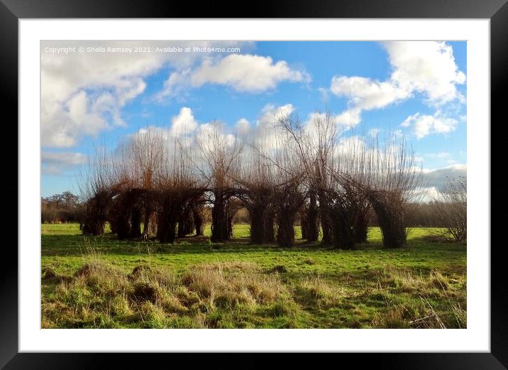 The Willow Cathedral Framed Mounted Print by Sheila Ramsey