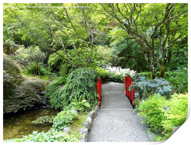 Japanese bridge Butchart Gardens Print by Sheila Ramsey