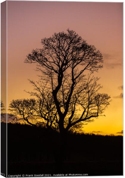 Tree at sunrise Canvas Print by Frank Goodall