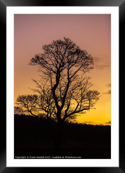 Tree at sunrise Framed Mounted Print by Frank Goodall