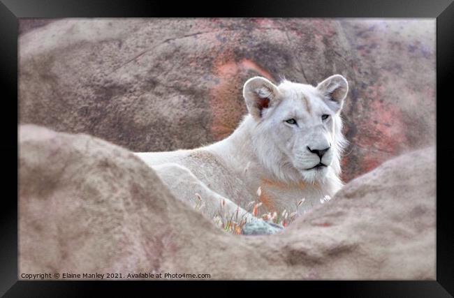 White Lion Framed Print by Elaine Manley