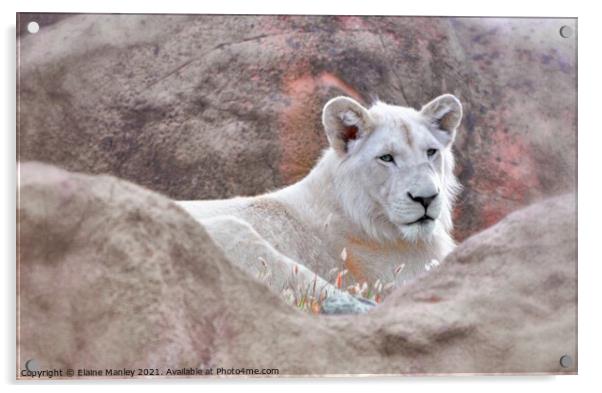 White Lion Acrylic by Elaine Manley