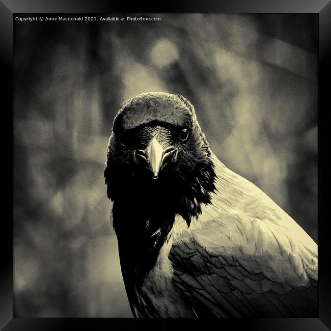 Steady Gaze of a Hooded Crow Framed Print by Anne Macdonald