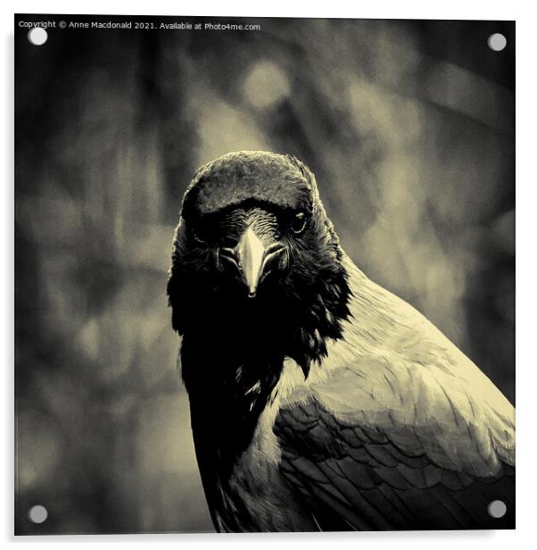 Steady Gaze of a Hooded Crow Acrylic by Anne Macdonald