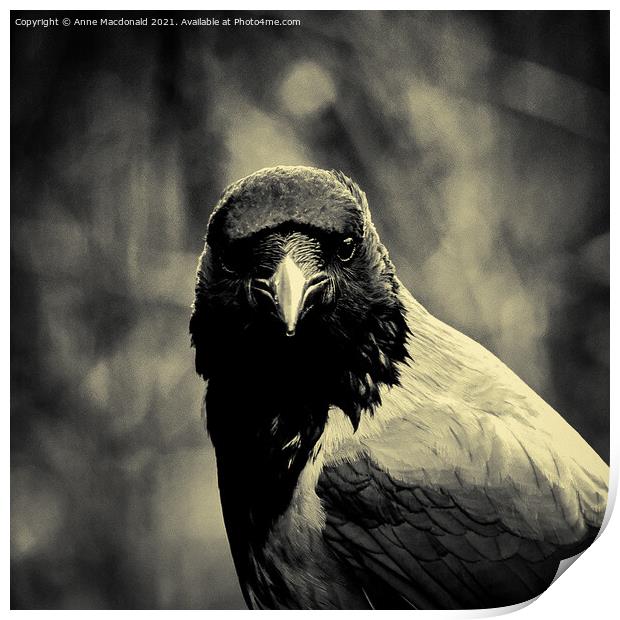 Steady Gaze of a Hooded Crow Print by Anne Macdonald