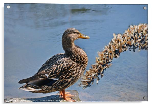 Female Mallard Duck  Acrylic by Elaine Manley
