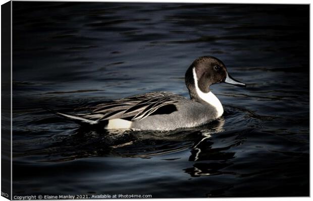 Northern Pintail Canvas Print by Elaine Manley