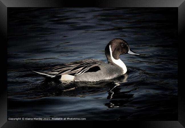 Northern Pintail Framed Print by Elaine Manley