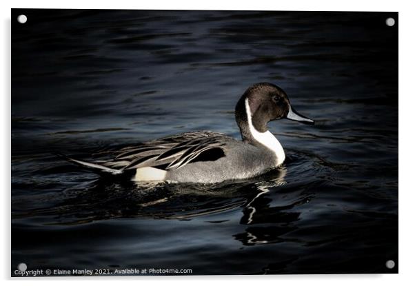 Northern Pintail Acrylic by Elaine Manley