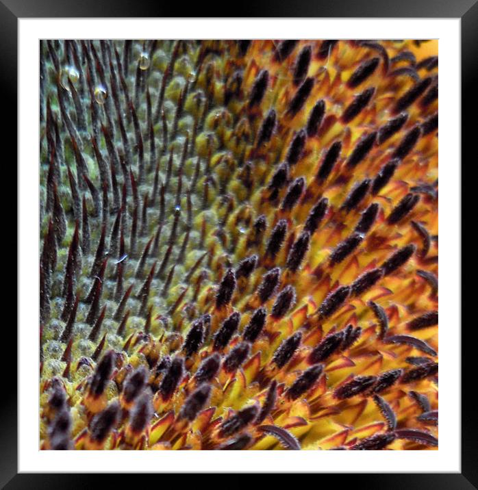 secret world of the sunflower Framed Mounted Print by Heather Newton