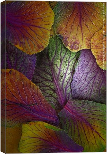The Colours Of Nature Canvas Print by Christine Lake