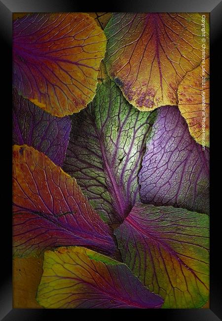 The Colours Of Nature Framed Print by Christine Lake