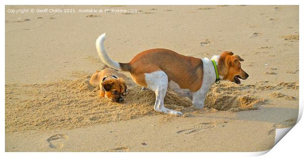 Atractive dogs playing on sandy beach. Print by Geoff Childs