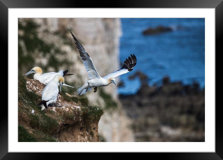 Northern gannet taking off Framed Mounted Print by Jason Wells