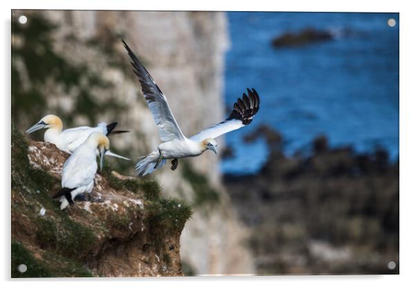 Northern gannet taking off Acrylic by Jason Wells