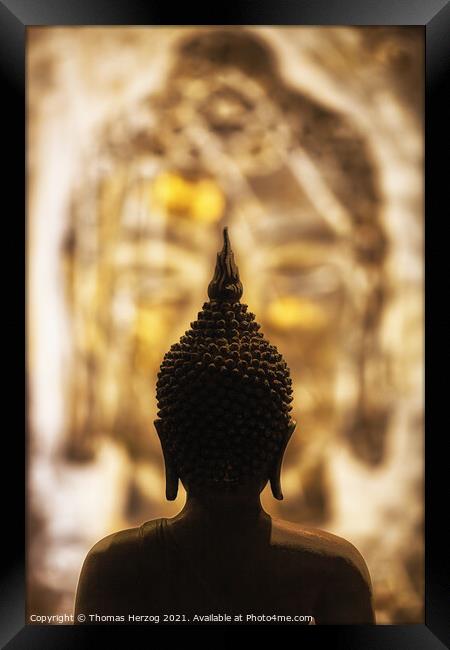 Face to face with Buddha Framed Print by Thomas Herzog