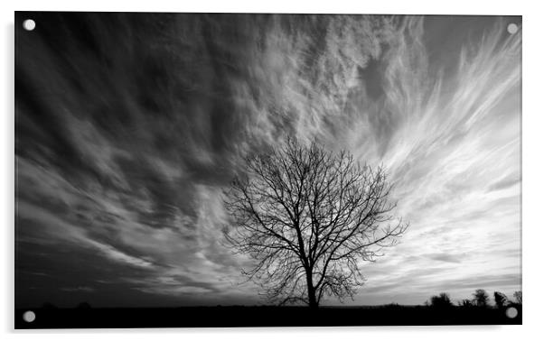 isolated  tree Acrylic by Simon Johnson