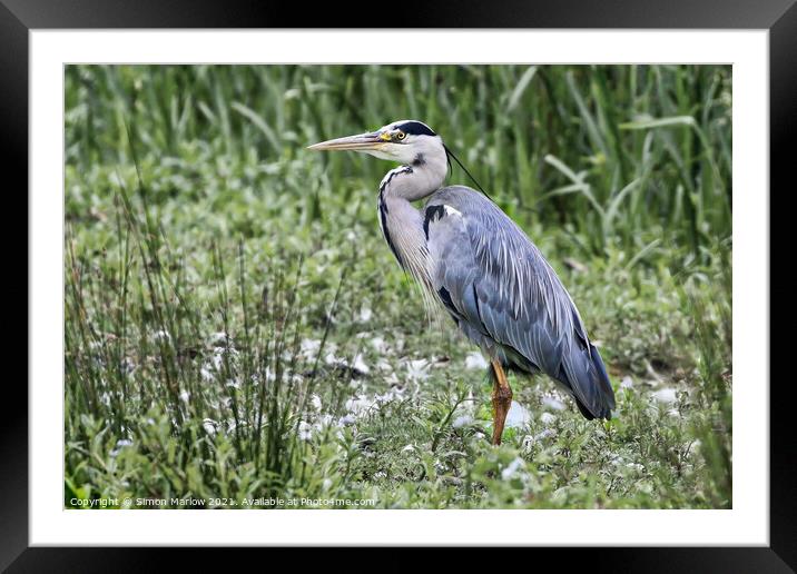 Majestic Grey Heron Surveys the Waters Framed Mounted Print by Simon Marlow