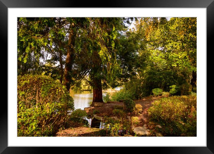 Redwood By the Lake at Queen's Park Swindon Framed Mounted Print by Reidy's Photos