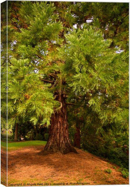 Queen's Park Redwood Canvas Print by Reidy's Photos