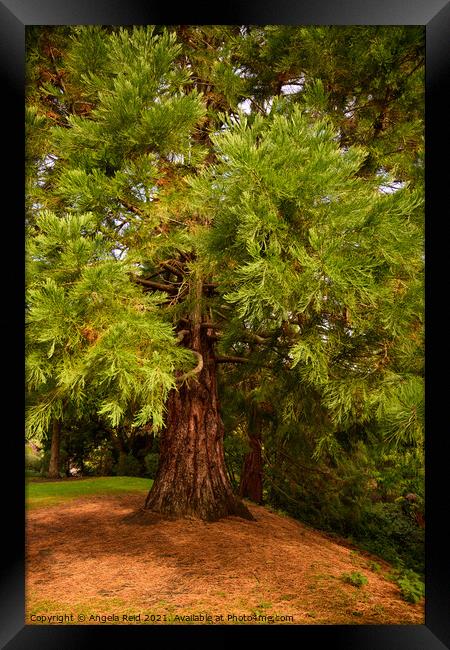 Queen's Park Redwood Framed Print by Reidy's Photos