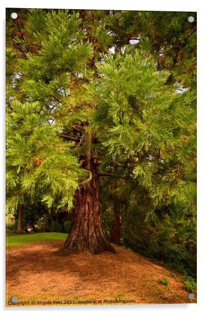 Queen's Park Redwood Acrylic by Reidy's Photos