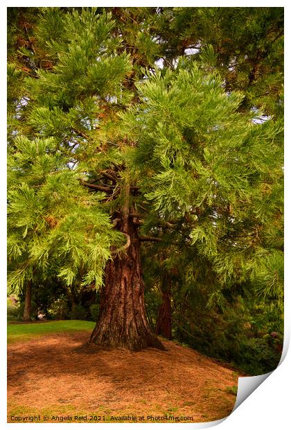 Queen's Park Redwood Print by Reidy's Photos