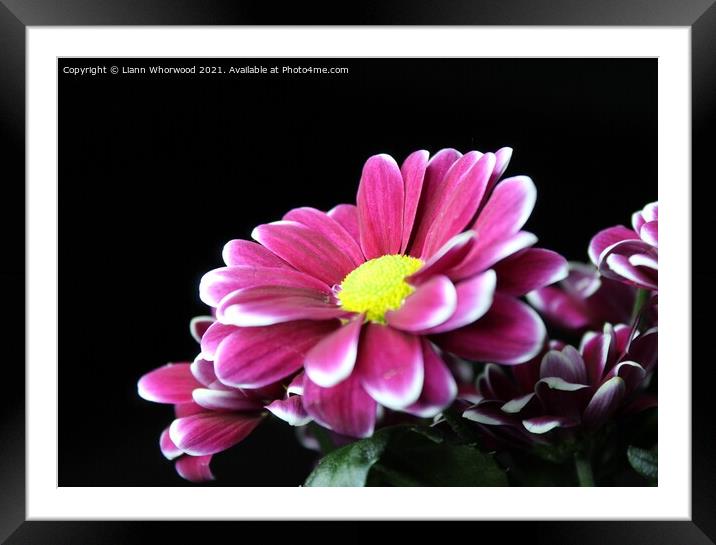 Daisy pink flower Framed Mounted Print by Liann Whorwood