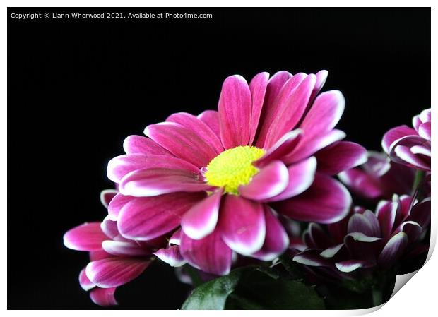 Daisy pink flower Print by Liann Whorwood