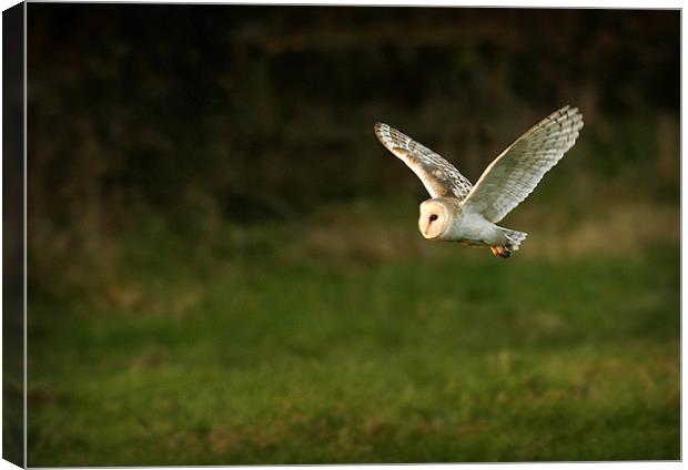 BARN OWL IN FLIGHT Canvas Print by Anthony R Dudley (LRPS)