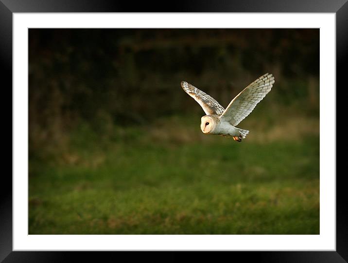 BARN OWL IN FLIGHT Framed Mounted Print by Anthony R Dudley (LRPS)
