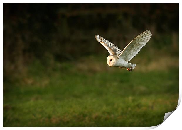 BARN OWL IN FLIGHT Print by Anthony R Dudley (LRPS)
