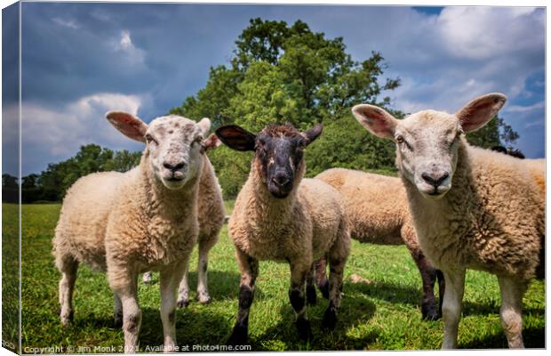 Curious Lambs Canvas Print by Jim Monk