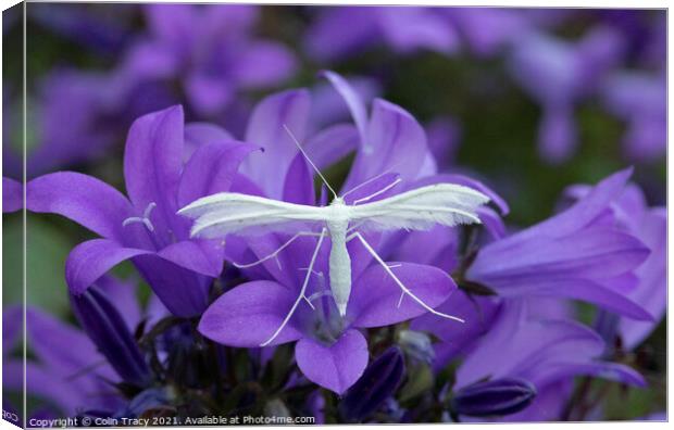 White Plume Moth on Campanula Canvas Print by Colin Tracy