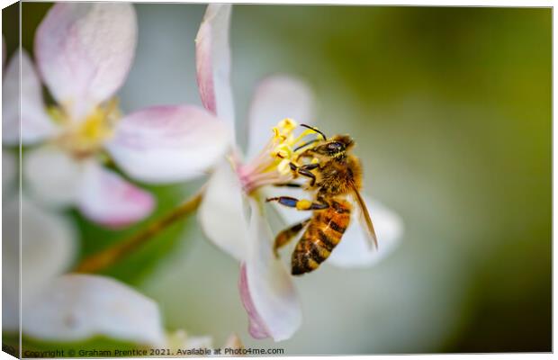 Honey Bee Collecting Pollen Canvas Print by Graham Prentice