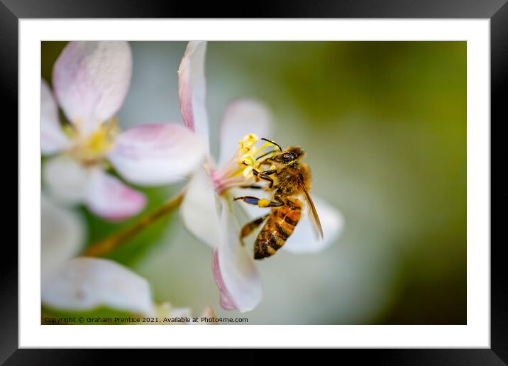 Honey Bee Collecting Pollen Framed Mounted Print by Graham Prentice