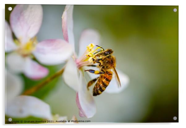 Honey Bee Collecting Pollen Acrylic by Graham Prentice