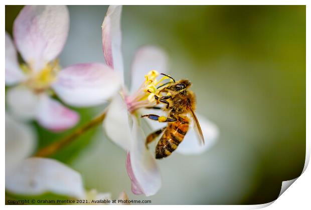 Honey Bee Collecting Pollen Print by Graham Prentice