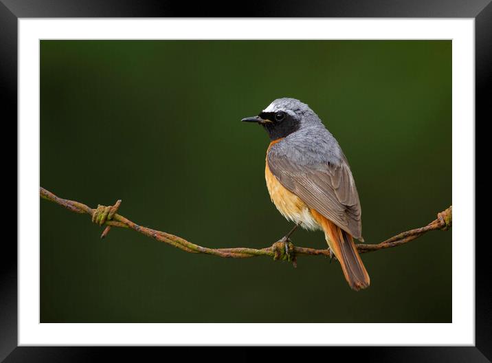 Common Redstart Framed Mounted Print by Carl Day