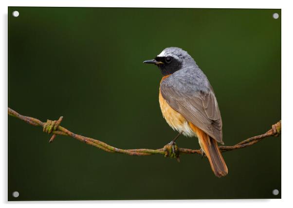 Common Redstart Acrylic by Carl Day