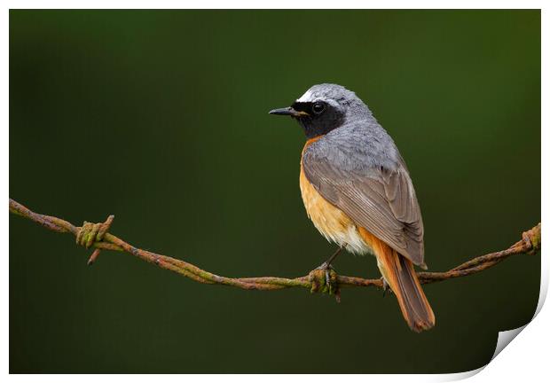 Common Redstart Print by Carl Day
