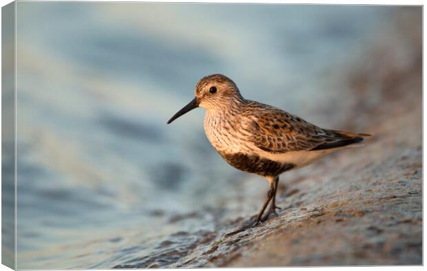 Dunlin Canvas Print by Carl Day