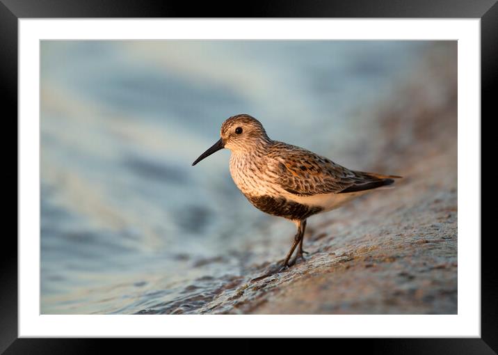 Dunlin Framed Mounted Print by Carl Day