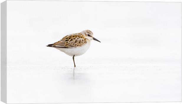 Little Stint Canvas Print by Carl Day