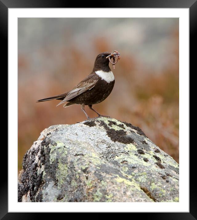 Ring Ouzel Framed Mounted Print by Carl Day
