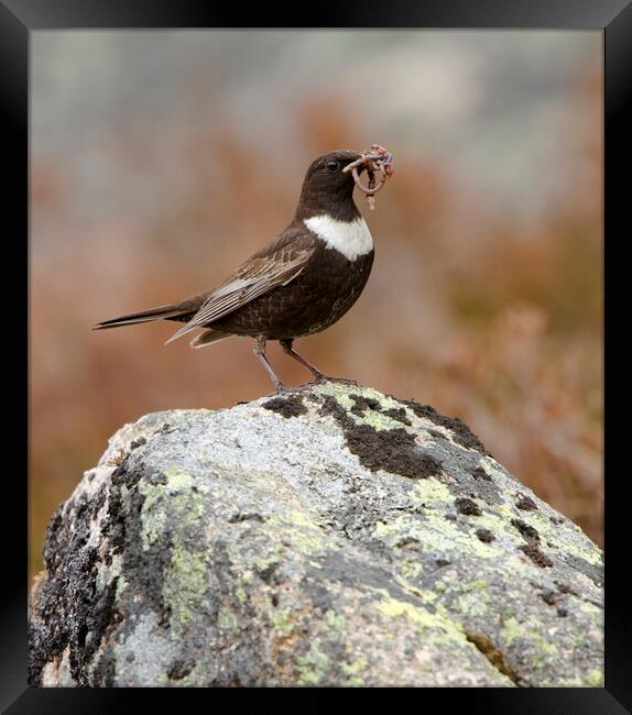 Ring Ouzel Framed Print by Carl Day
