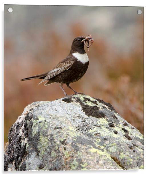 Ring Ouzel Acrylic by Carl Day