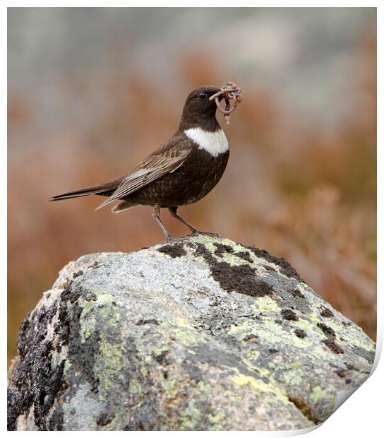 Ring Ouzel Print by Carl Day