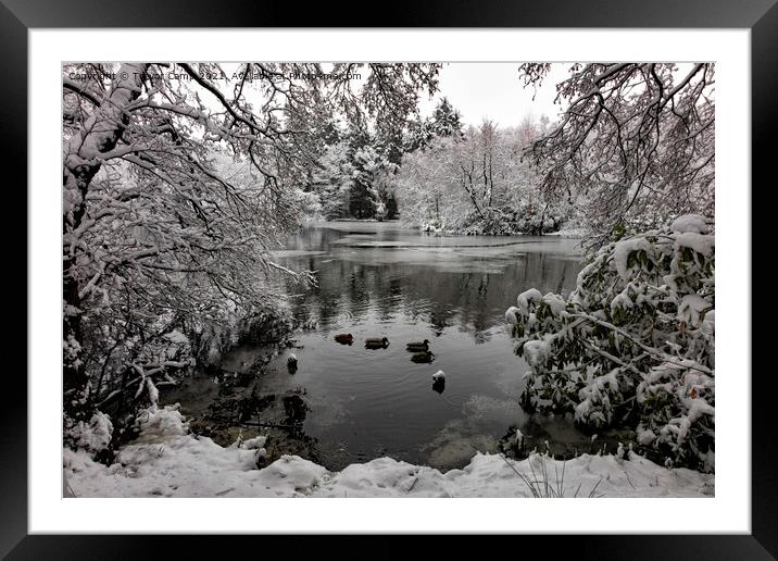 Coppice Pond Snow - 06 Framed Mounted Print by Trevor Camp